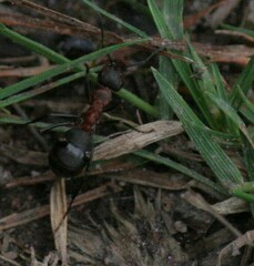 Formica polyctena × rufa