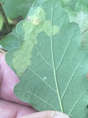 Tischeria ekebladella