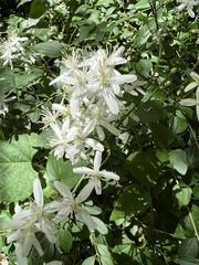Clematis terniflora