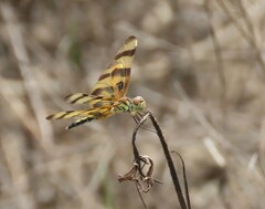 Celithemis eponina