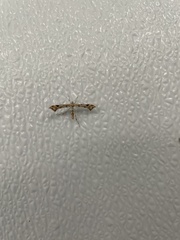 Platyptilia carduidactylus