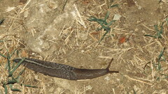 Limax cinereoniger