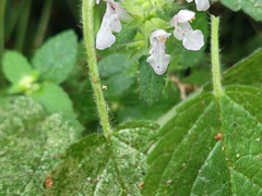 Stachys mexicana