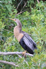 Anhinga anhinga