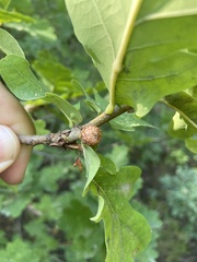 Andricus foecundatrix