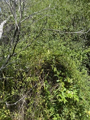 Salpichroa origanifolia