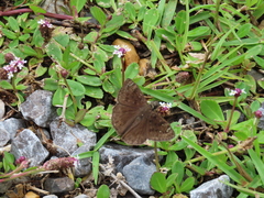Erynnis horatius