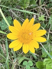 Heliopsis helianthoides