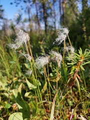 Trichophorum alpinum