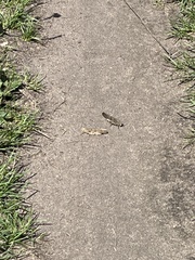 Dissosteira carolina