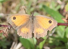 Pyronia tithonus
