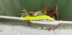 Scoliopteryx libatrix