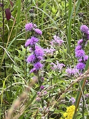 Liatris aspera