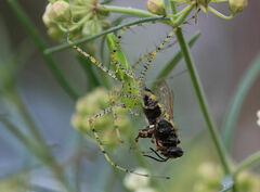 Peucetia viridans