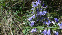 Campanula bononiensis