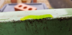 Scoliopteryx libatrix