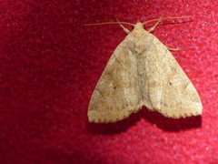 Cosmia trapezina
