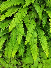 Struthiopteris spicant