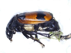 Nicrophorus investigator