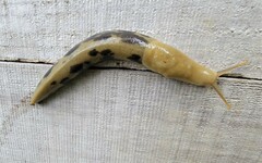 Ariolimax columbianus