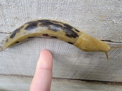 Ariolimax columbianus