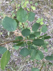 Phyllocnistis labyrinthella