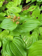 Maianthemum dilatatum