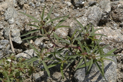 Euphorbia exstipulata