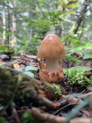 Amanita fulva