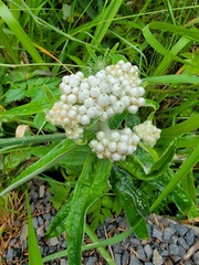 Anaphalis margaritacea