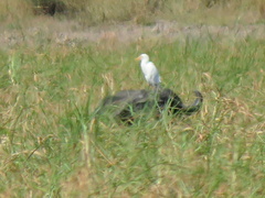 Syncerus caffer caffer