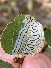 Phyllocnistis labyrinthella