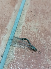 Distoleon tetragrammicus