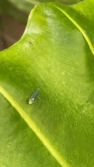 Graphocephala atropunctata