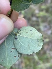 Phyllocnistis labyrinthella