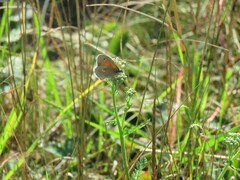 Coenonympha california