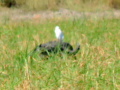 Syncerus caffer caffer