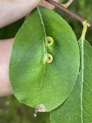 Euura pedunculi
