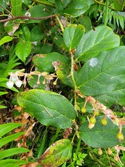 Gaultheria shallon