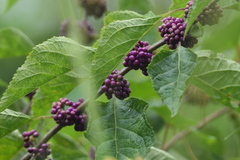 Callicarpa americana