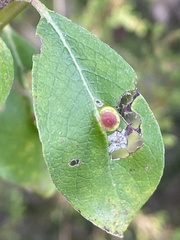 Euura pedunculi