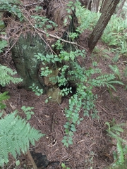 Euonymus occidentalis