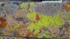 Acarosporomycetidae