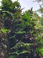 Polypodium scouleri
