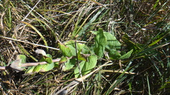 Campanula bononiensis