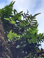 Polypodium scouleri