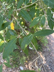 Elaeagnus umbellata