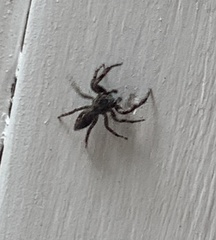 Platycryptus undatus