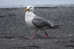 Larus glaucescens × occidentalis
