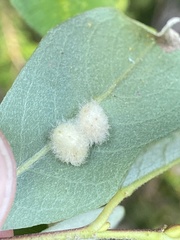 Euura pedunculi